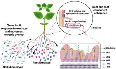 Bradyrhizobium diazoefficiens USDA 110 displays plasticity in the attachment phenotype when grown in different soybean root exudate compounds